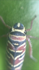 Agrosoma placetis