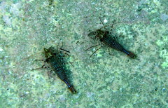 Rhynchocinetes serratus