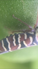 Agrosoma placetis
