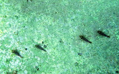 Rhynchocinetes serratus