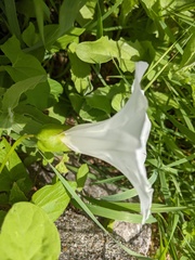 Calystegia × lucana