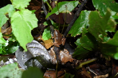 Hamptophryne boliviana