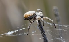 Stegodyphus dumicola