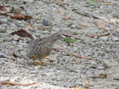 Turnix varius