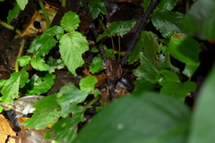 Hamptophryne boliviana
