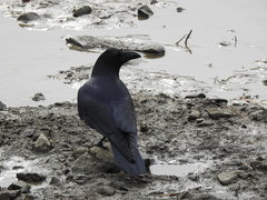 Corvus macrorhynchos