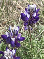 Lupinus lepidus ramosus