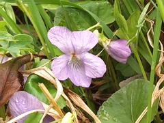 Viola sacchalinensis
