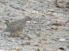Turnix varius