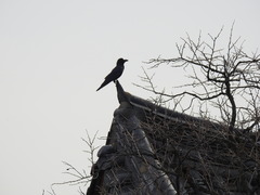 Corvus macrorhynchos