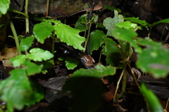 Hamptophryne boliviana