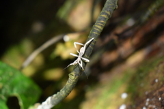 Saicinae