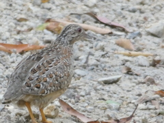 Turnix varius