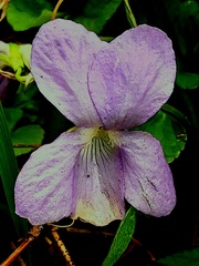 Viola sacchalinensis