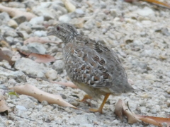 Turnix varius