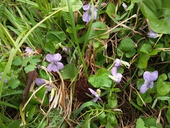 Viola sacchalinensis