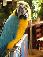 Ara ararauna