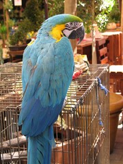 Ara ararauna