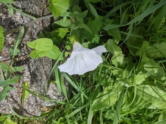 Calystegia × lucana