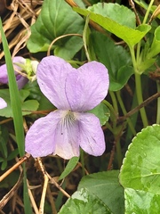 Viola sacchalinensis