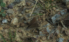 Zizina otis labradus