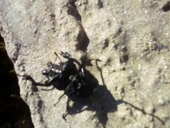 Colophon montisatris