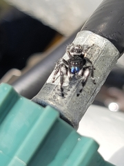 Phidippus audax