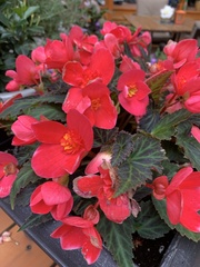 Begonia