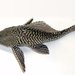 Sailfin Catfishes - Photo 
USGS, no known copyright restrictions (public domain)