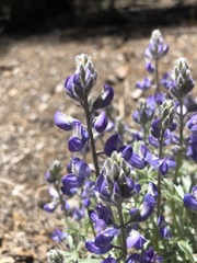 Lupinus lepidus sellulus