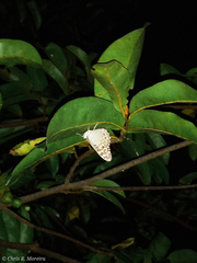 Hamadryas amphichloe