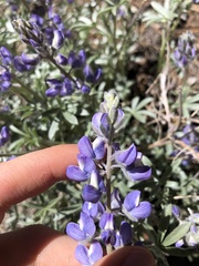 Lupinus lepidus sellulus