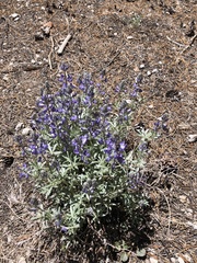 Lupinus lepidus sellulus