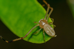 Runcinia grammica