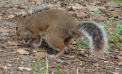 Sciurus carolinensis