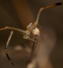 Runcinia grammica