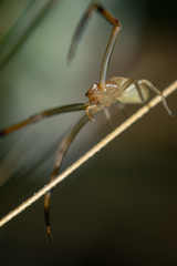 Runcinia grammica
