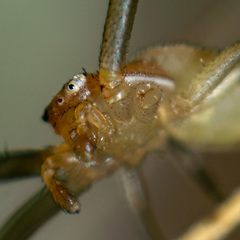 Runcinia grammica