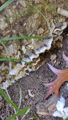 Fungi