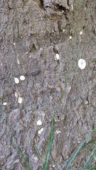 Fungi