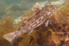 Aplodactylus arctidens