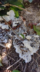 Fungi