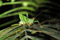 Panacanthus cuspidatus