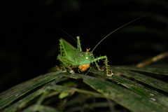 Panacanthus cuspidatus