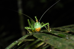 Panacanthus cuspidatus