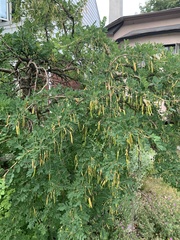 Gleditsia triacanthos