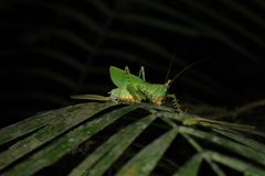 Panacanthus cuspidatus