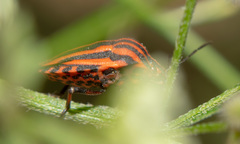 Graphosoma italicum italicum