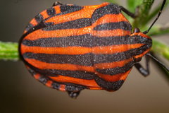 Graphosoma italicum italicum