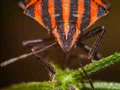 Graphosoma italicum italicum